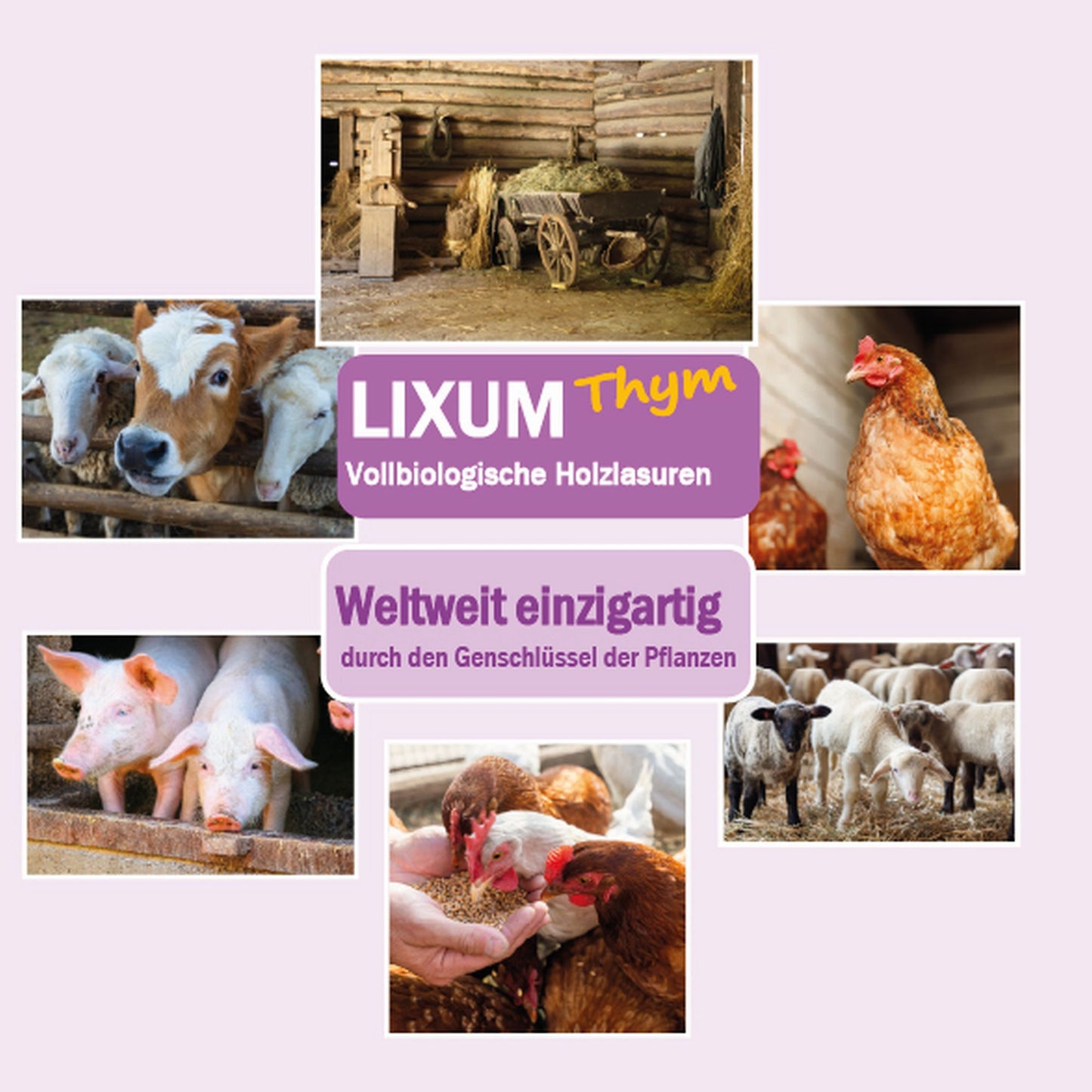 LIXUM THYM 100% biologische & natürliche Tierstall - Stall Holzlasur universell ( mit Extrakt aus Thymian )